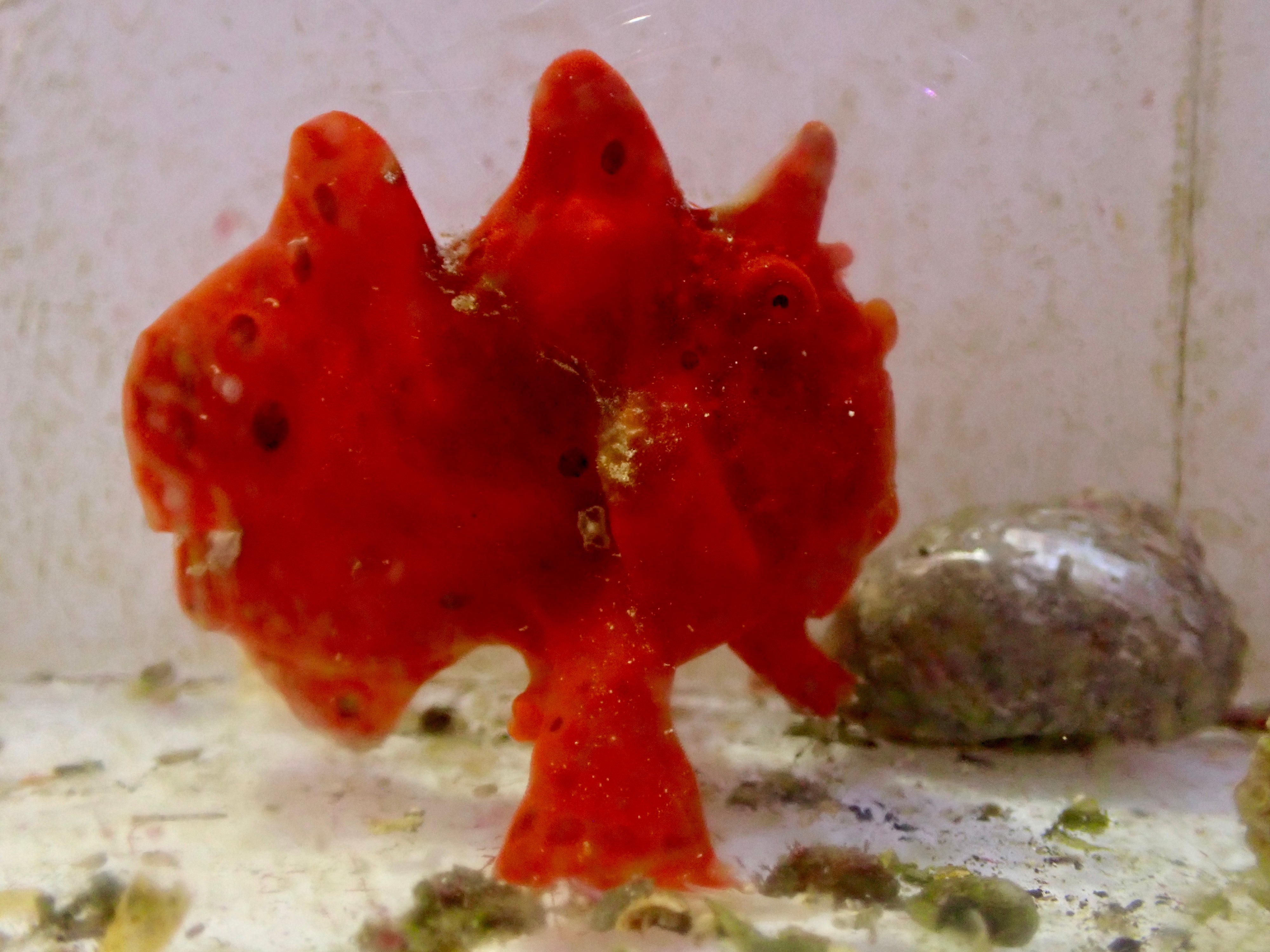 WYSIWYG Frogfish #4