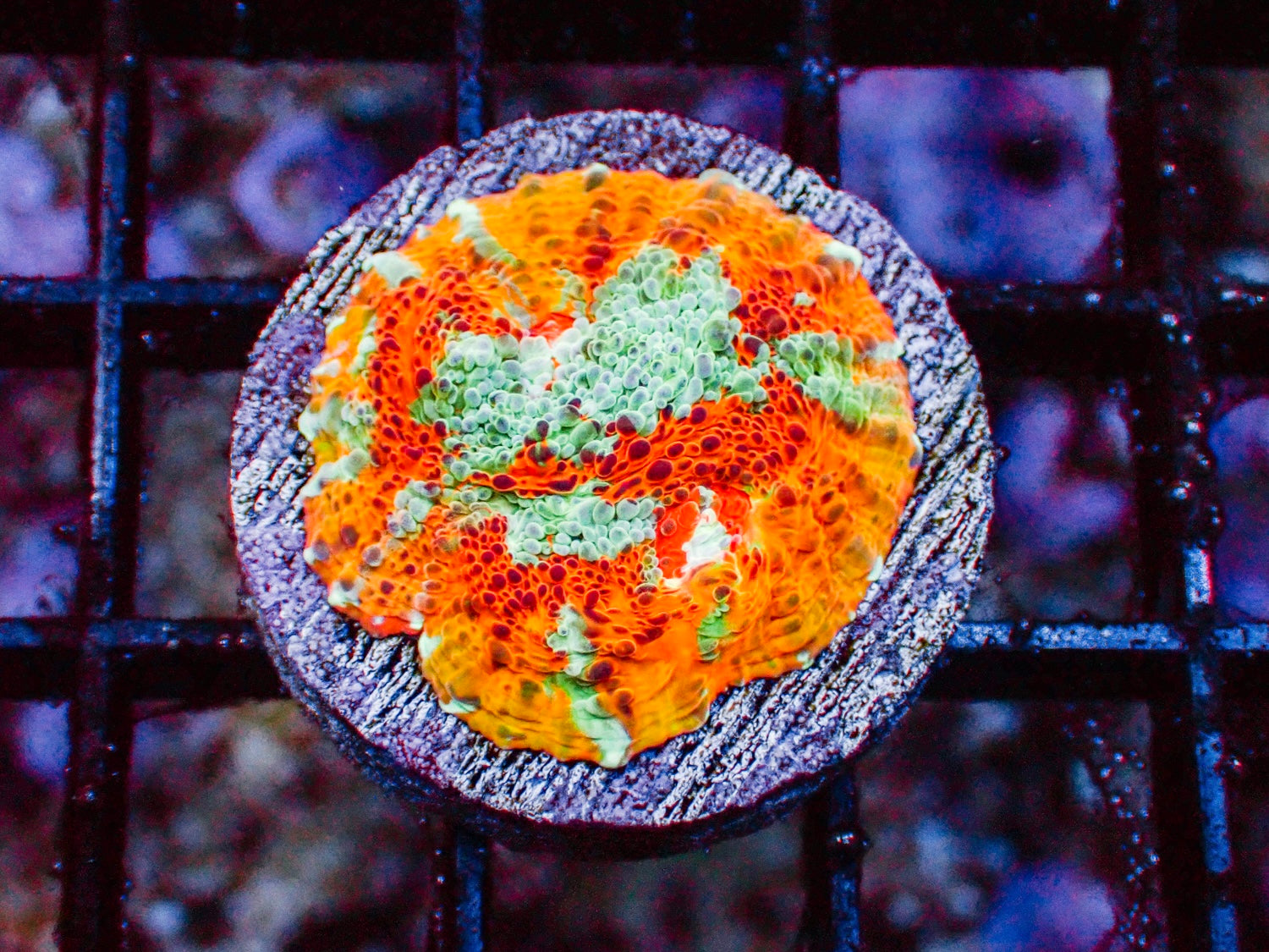 Orange Crush Chalice Frag