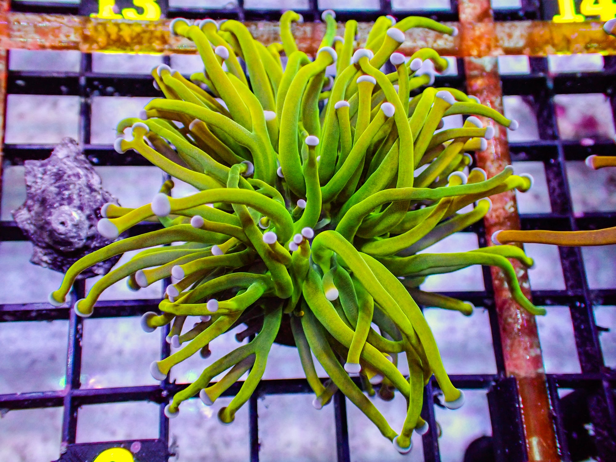 Reverse Holy Grail Torch