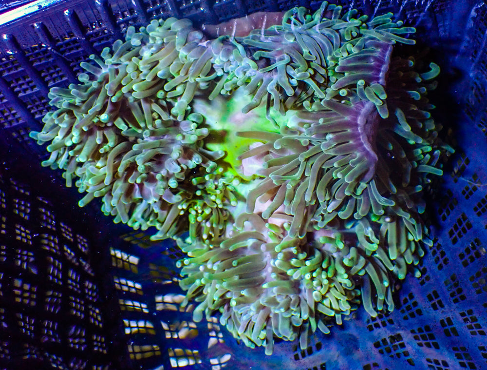 WYSIWYG Anemone #10