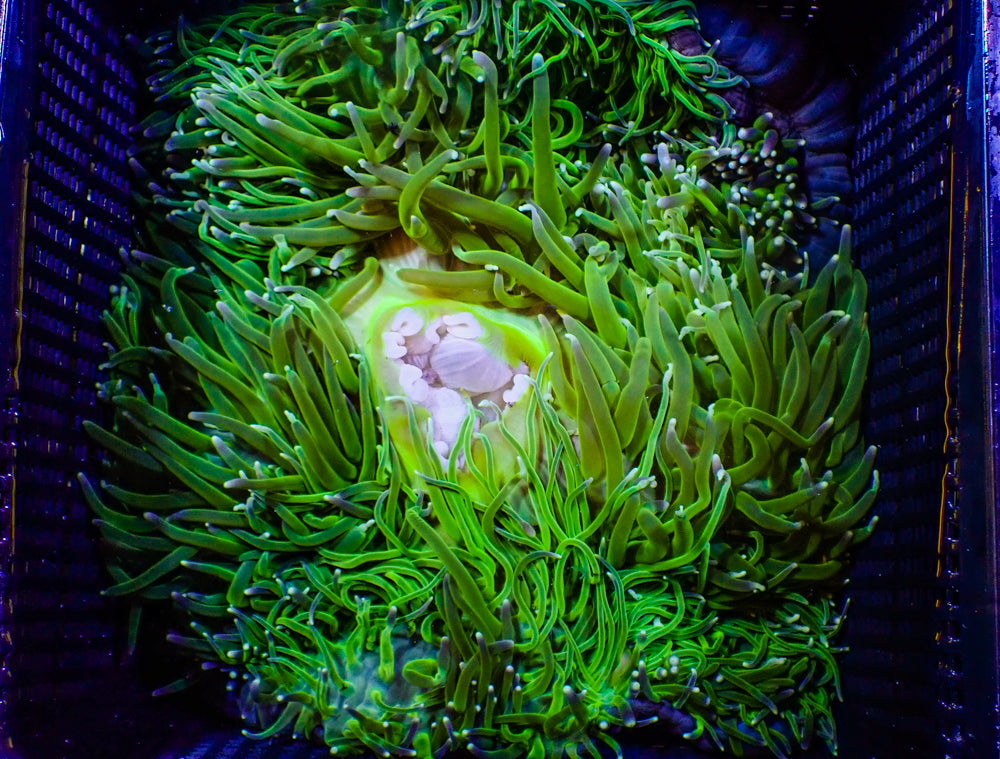 WYSIWYG Anemone #11