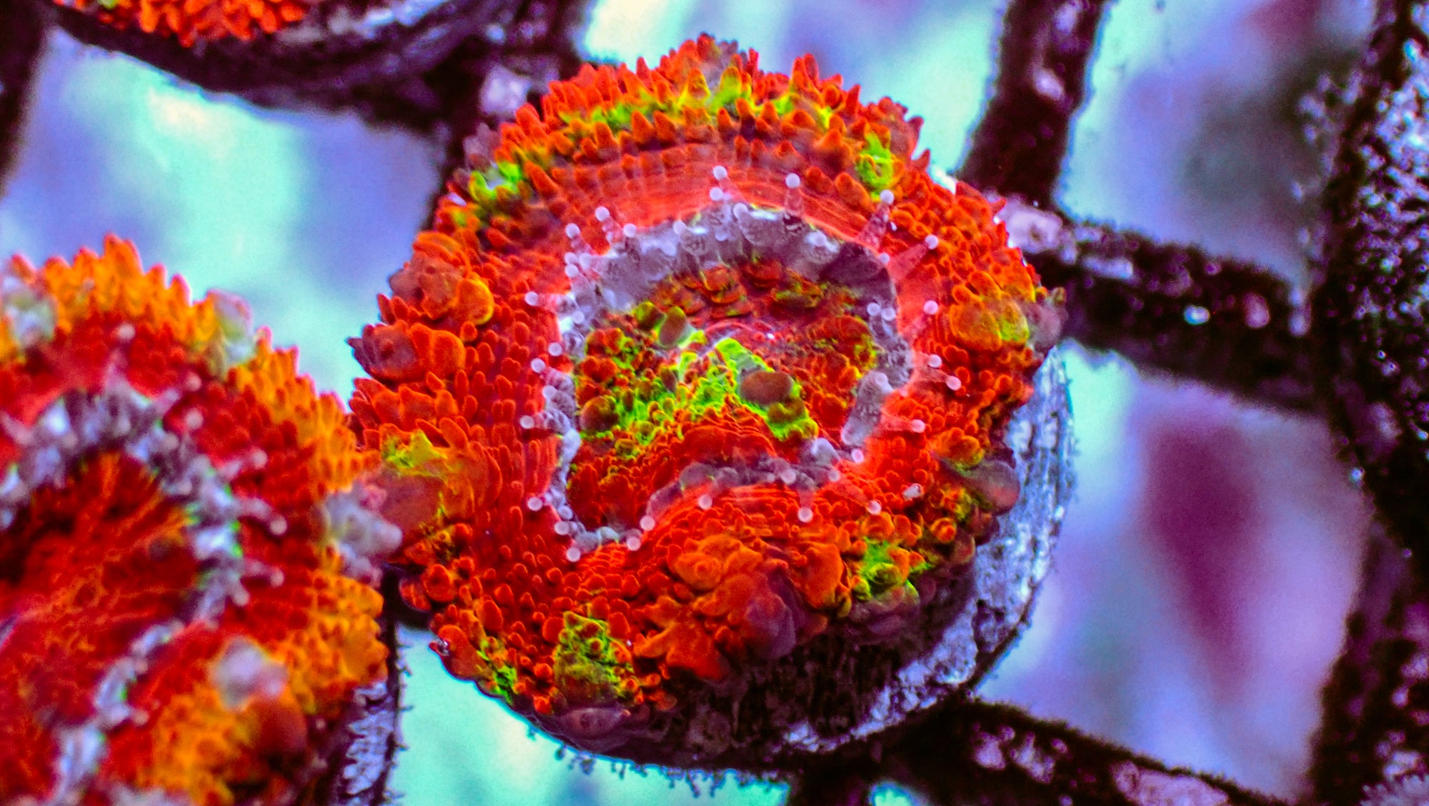 Rainbow Acan