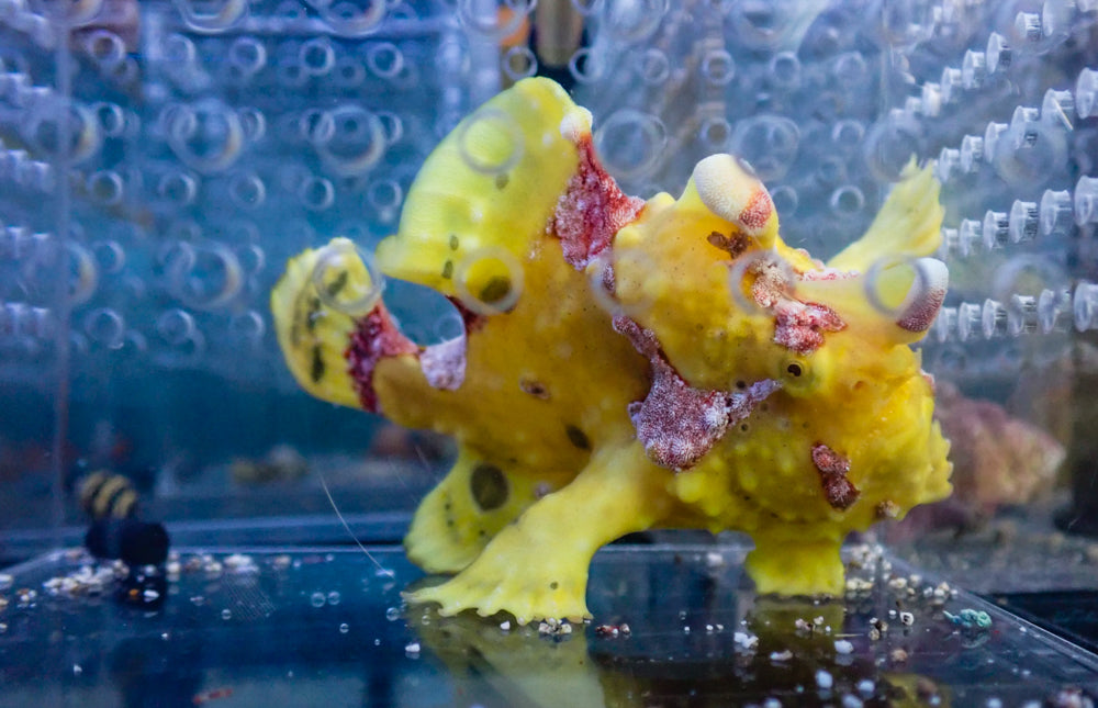 WYSIWYG Frogfish #2