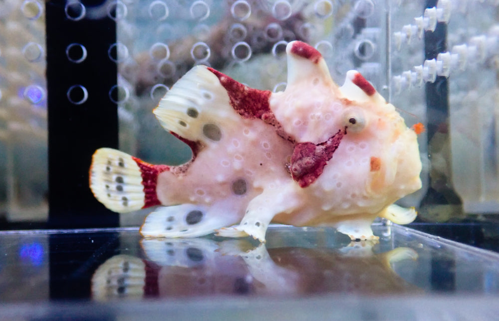 WYSIWYG Frogfish #3