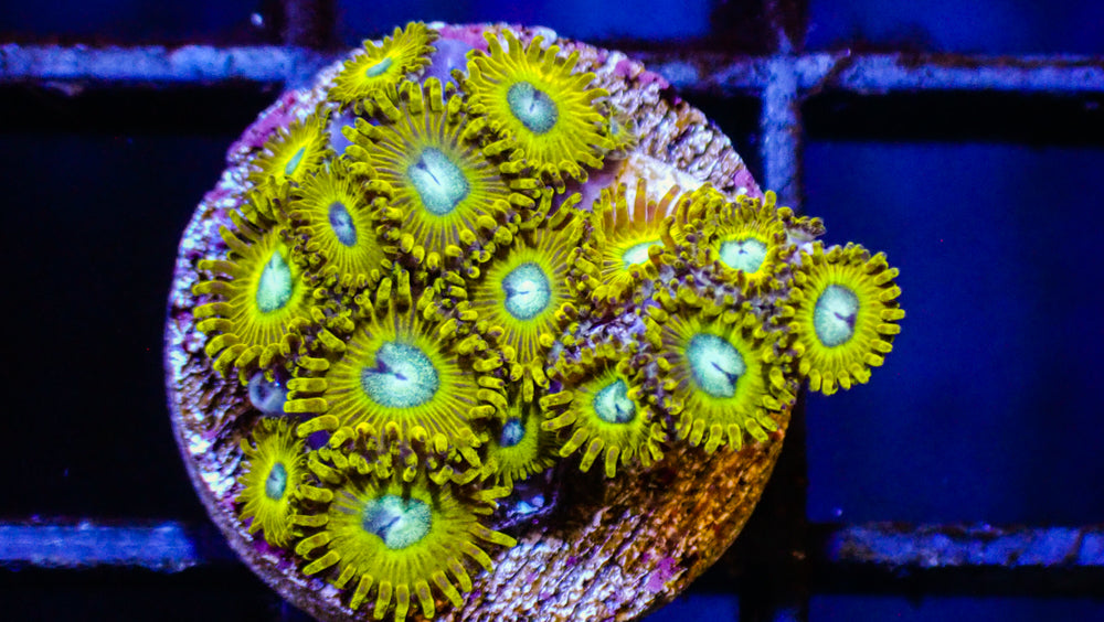 Pikachu Zoa Frag