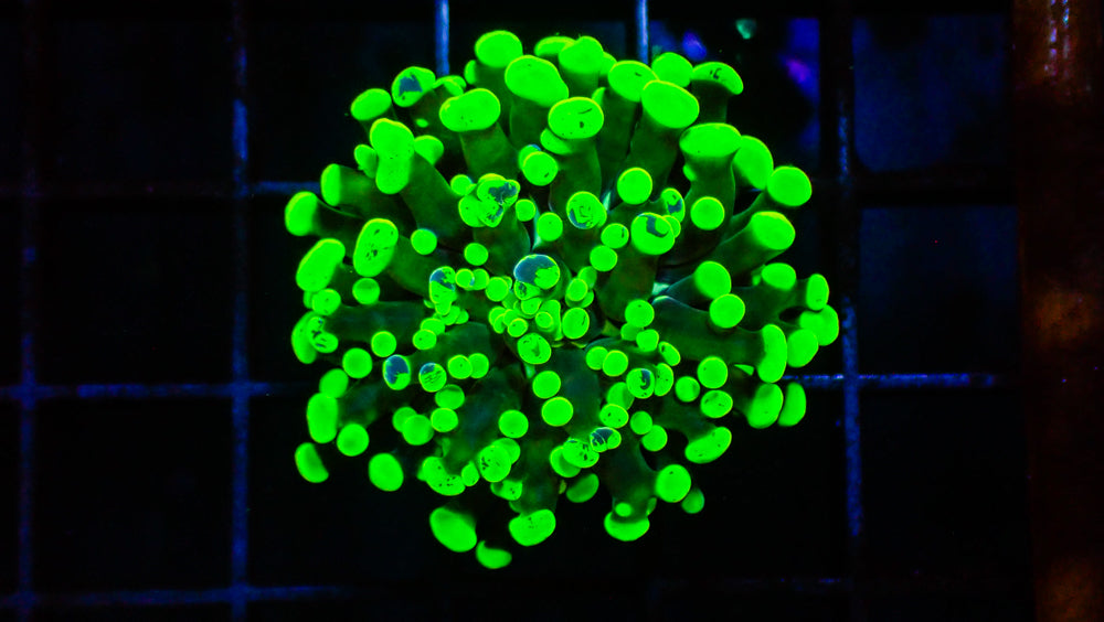 Splatter Green Frammer