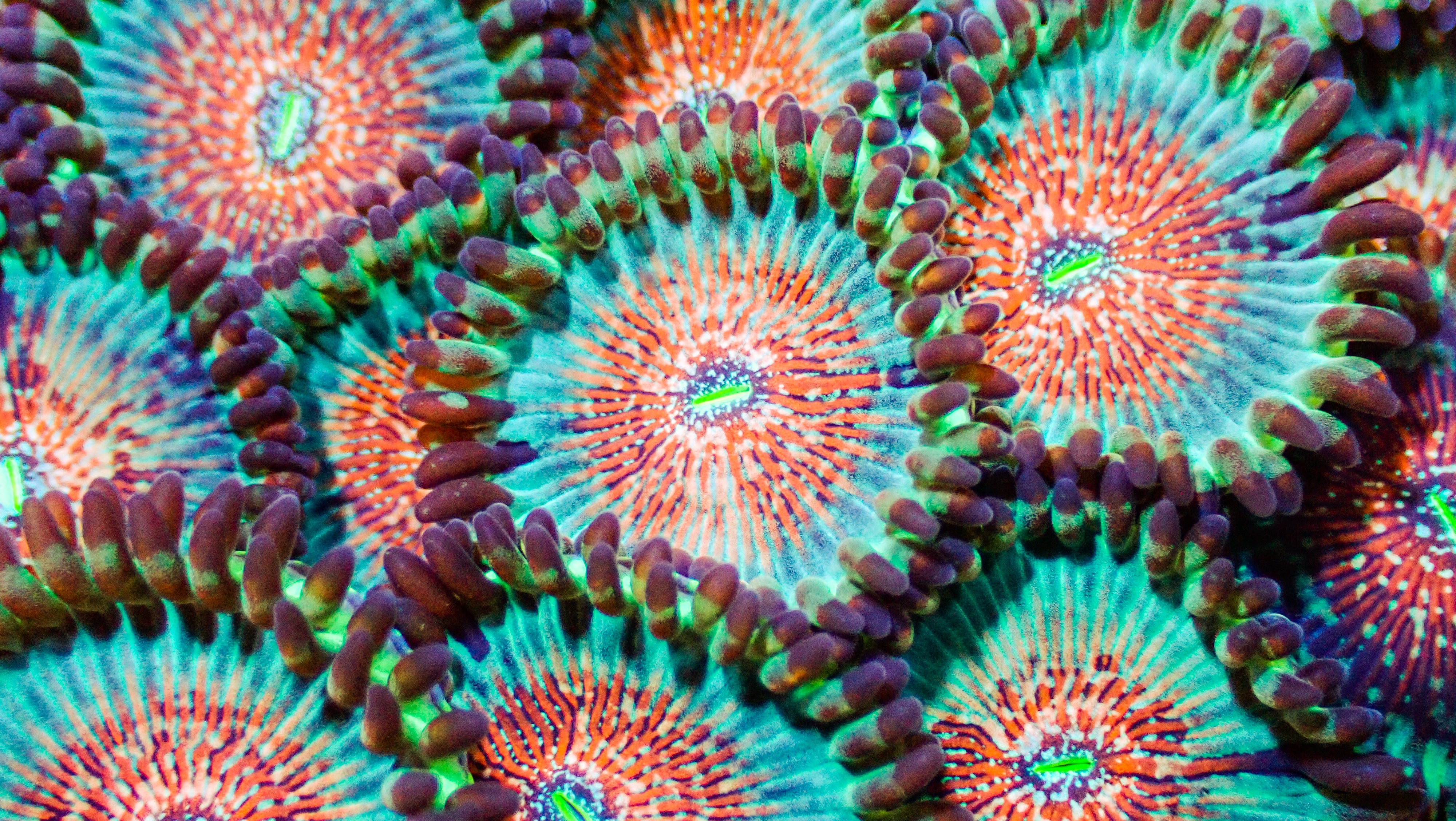 White Zombie Zoa Frag