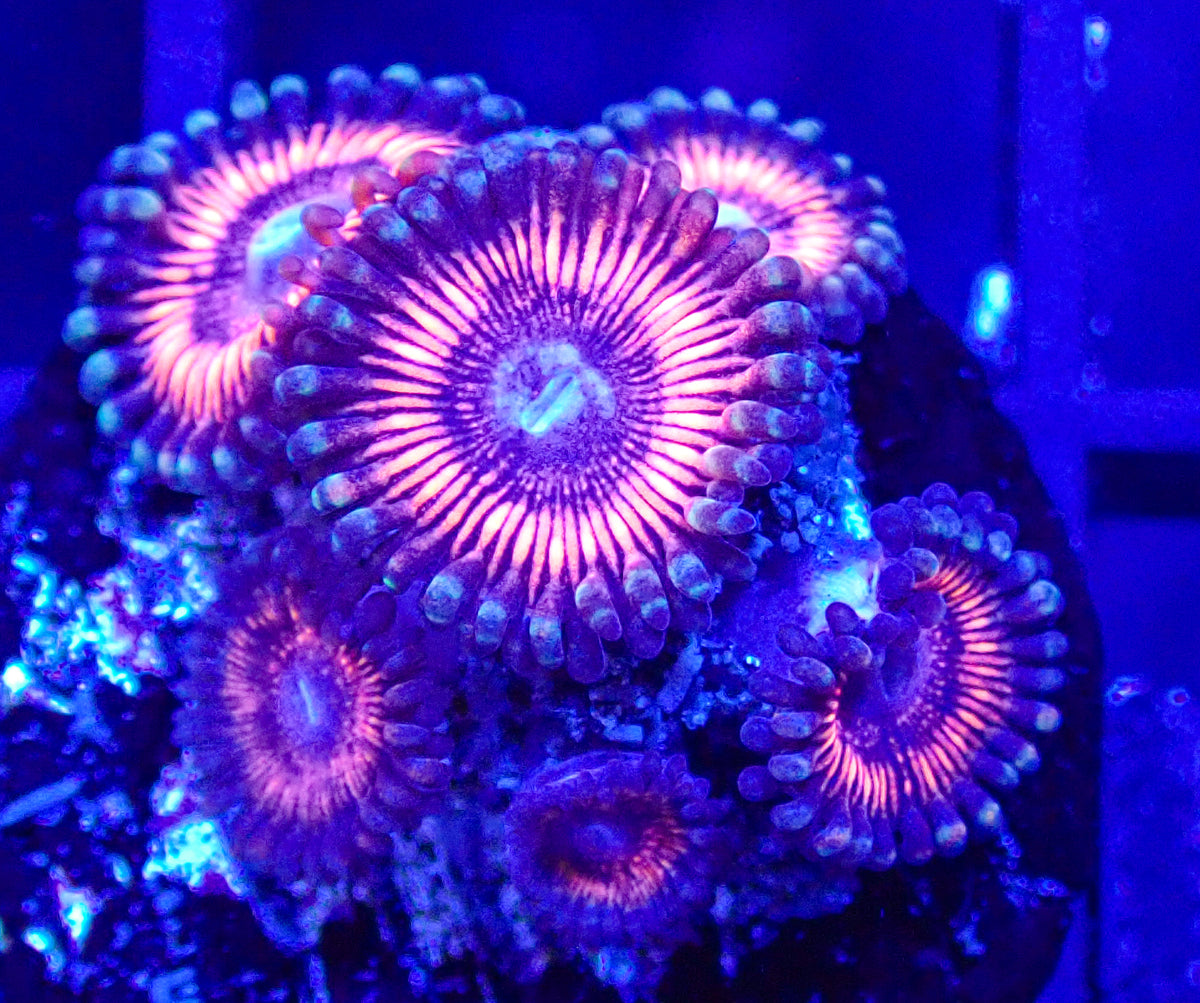 Red Paly Zoa