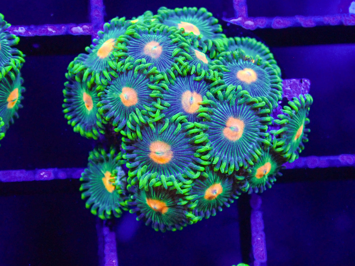 Campfire Zoa Frag