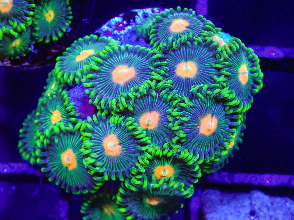 Campfire Zoa Frag
