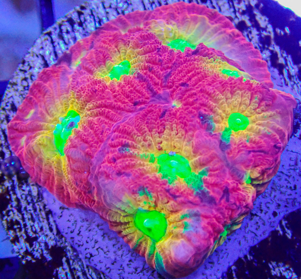 Mighty Max Red Favia