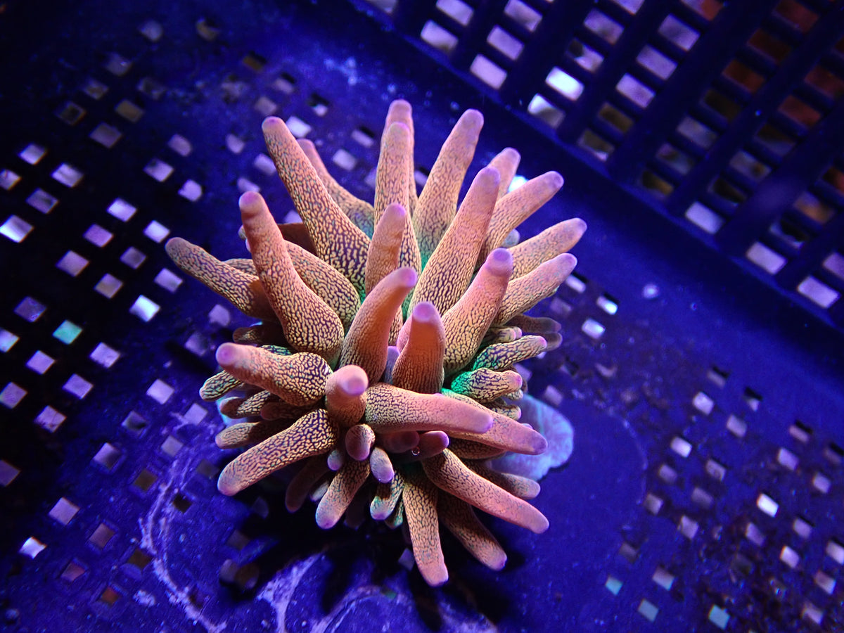 WYSIWYG Anemone #3