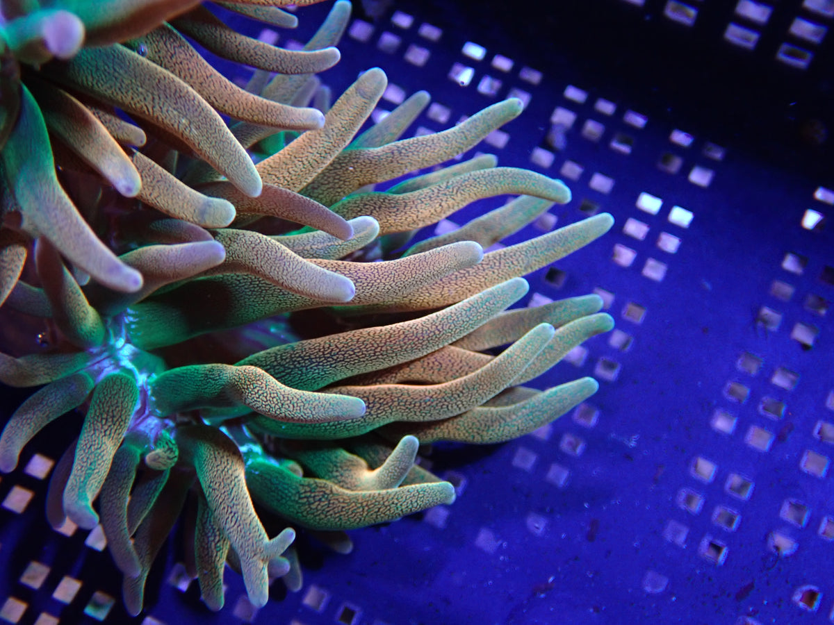 WYSIWYG Anemone #4