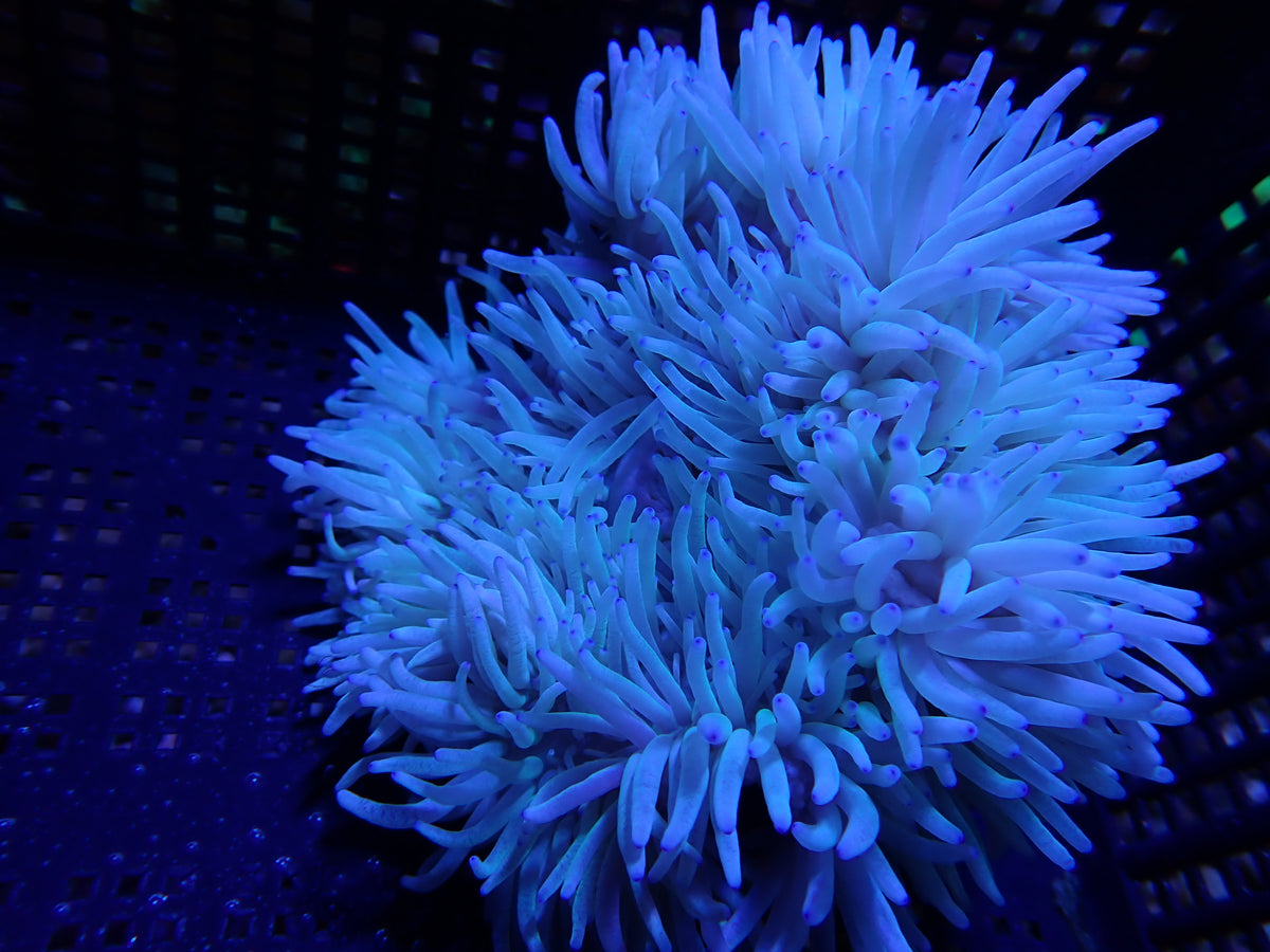 WYSIWYG Anemone #6