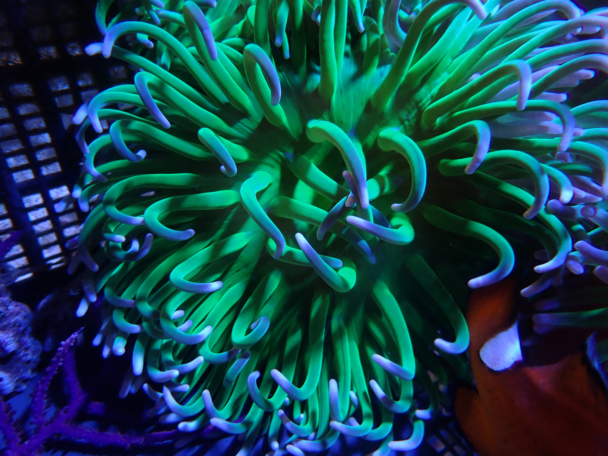 WYSIWYG Anemone #9
