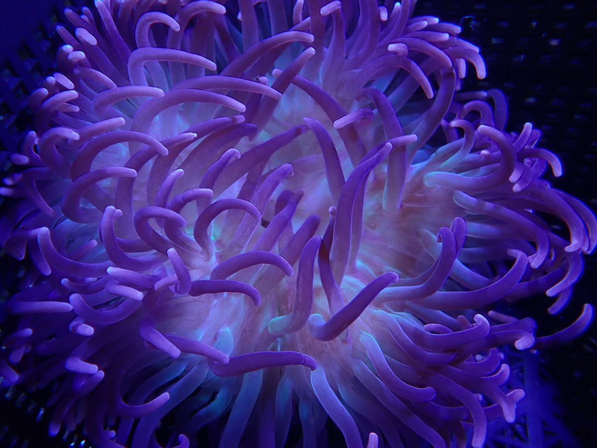 WYSIWYG Anemone #11