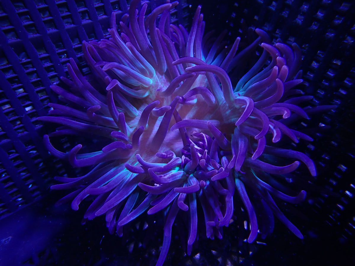 WYSIWYG Anemone #13