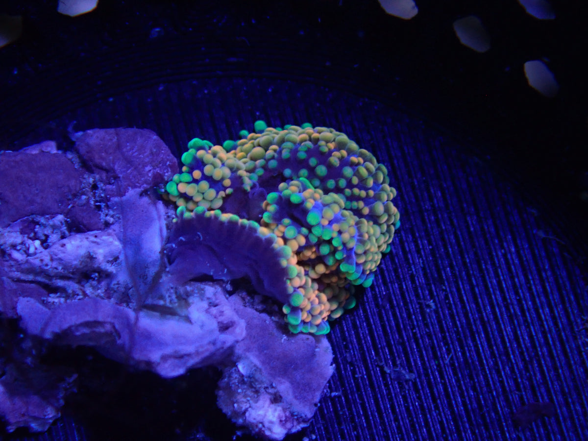 WYSIWYG Anemone #21