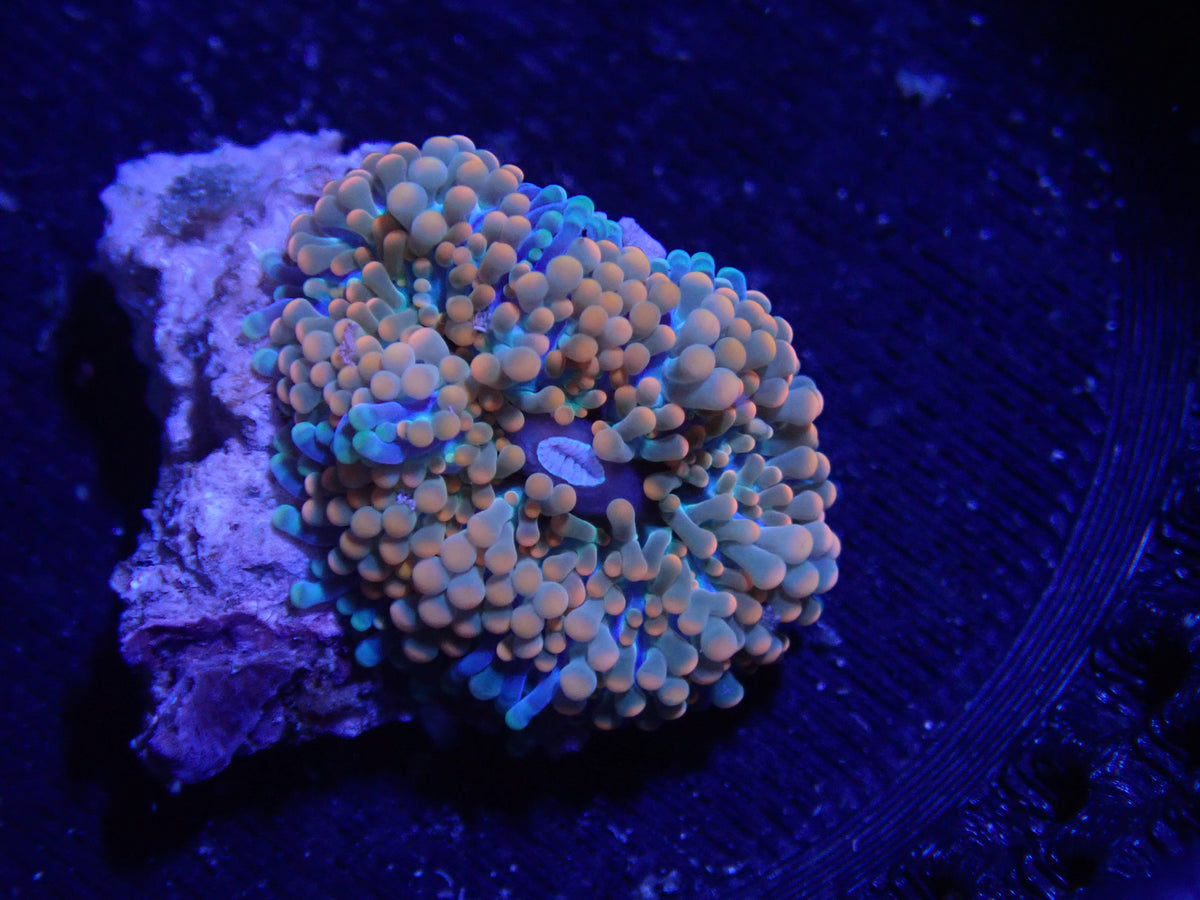 WYSIWYG Anemone #22