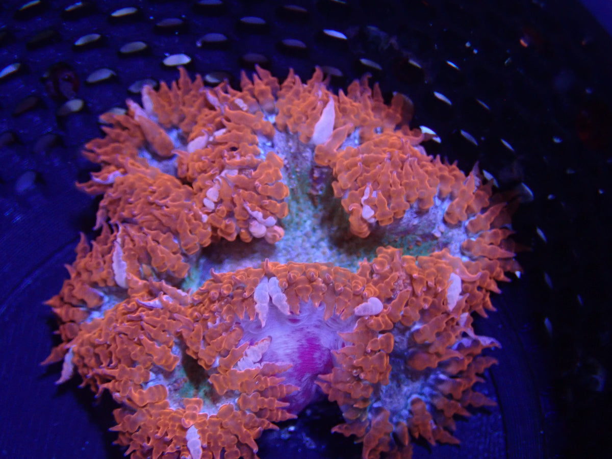 WYSIWYG Anemone #26