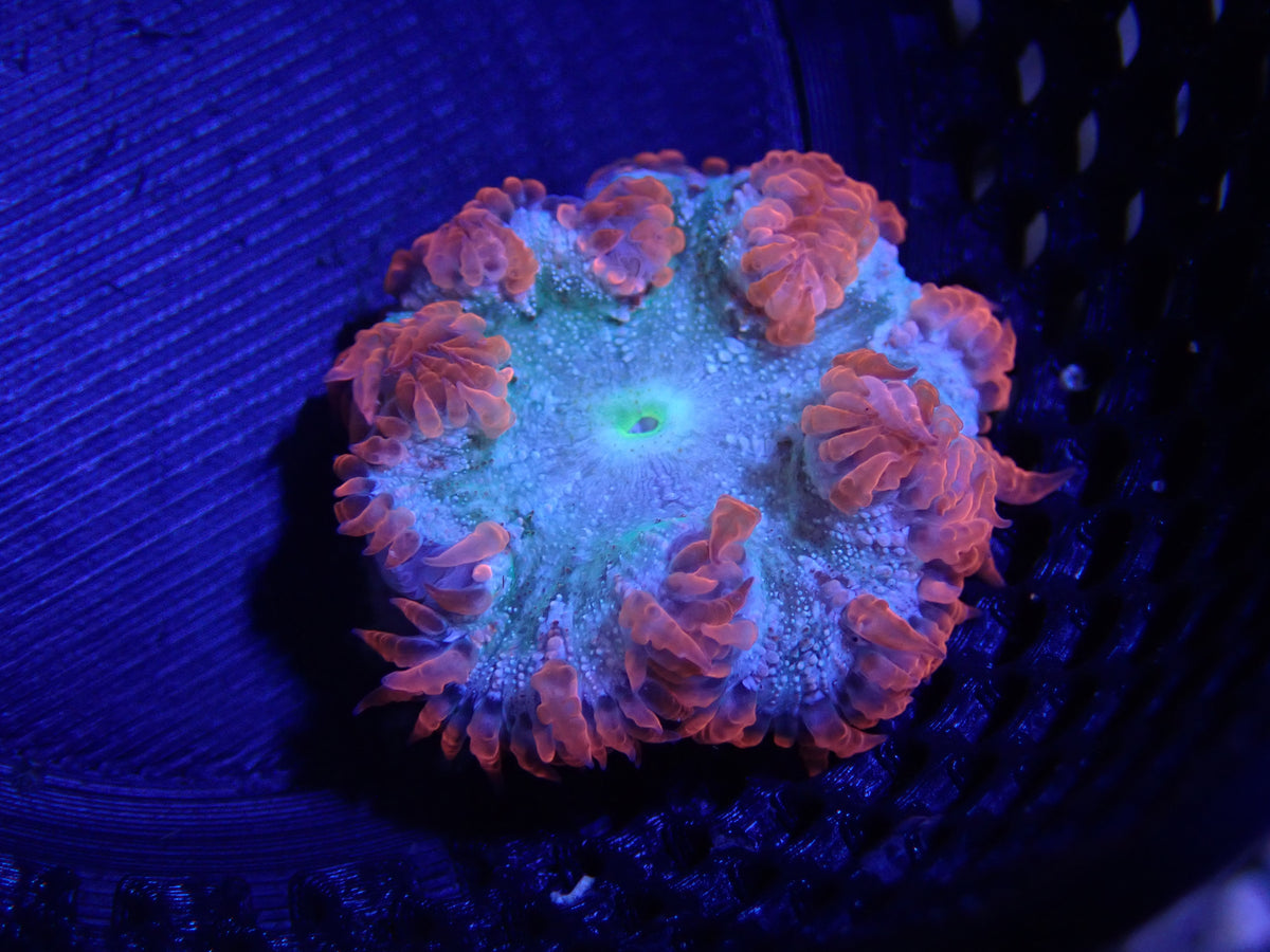 WYSIWYG Anemone #27