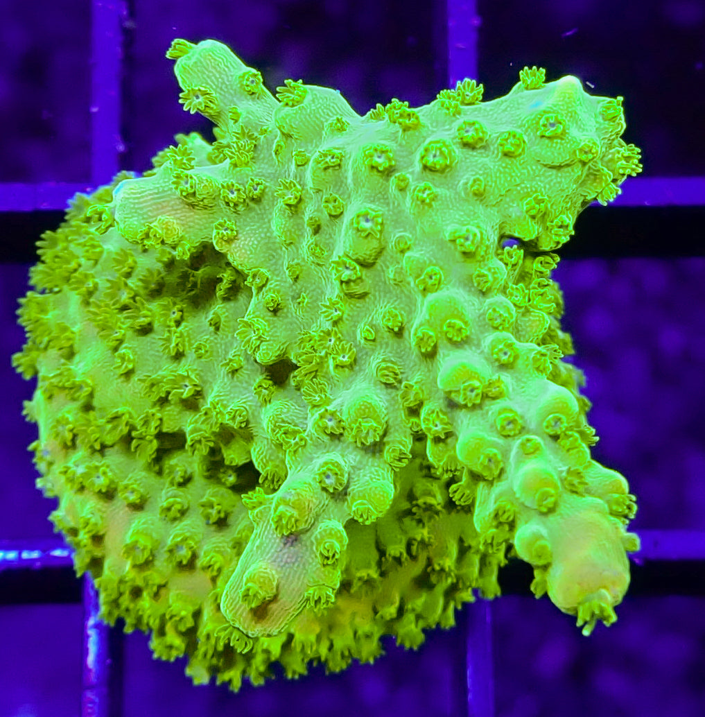 WYSIWYG Acro 1