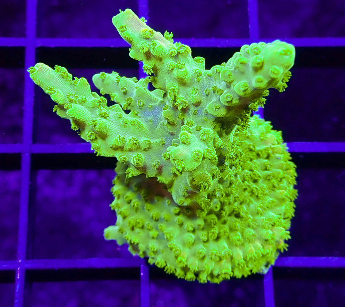 WYSIWYG Acro 2