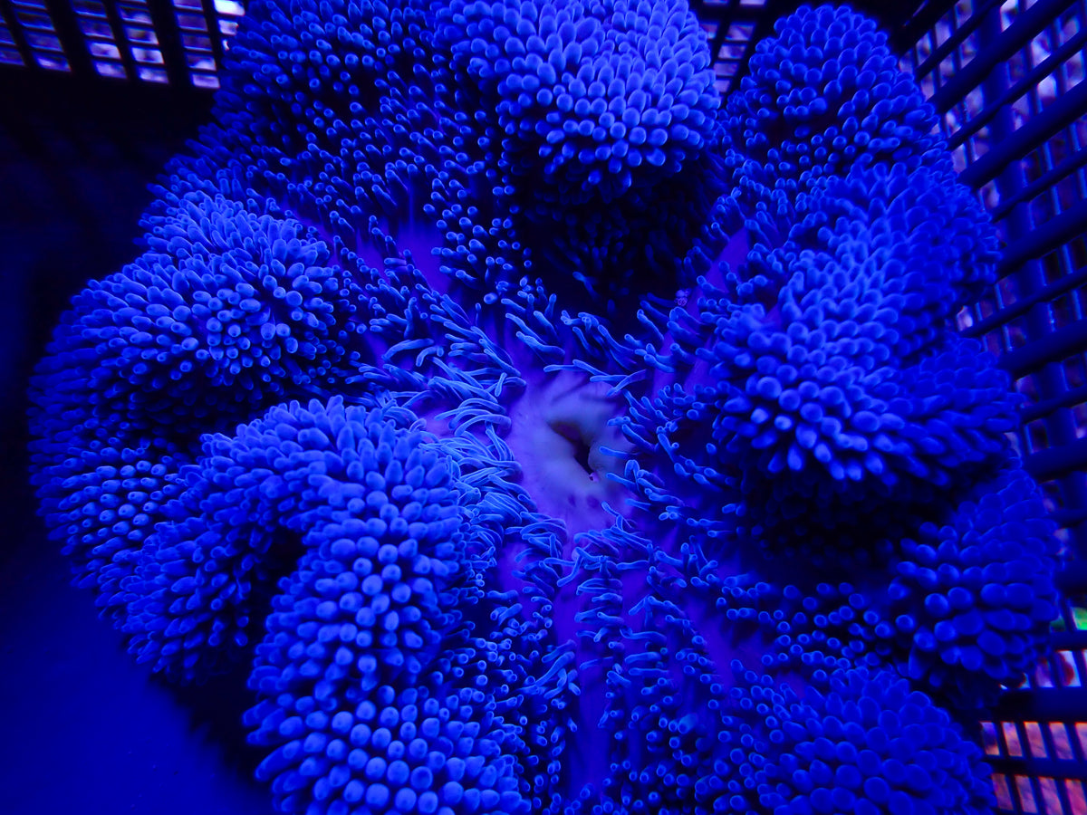 WYSIWYG Anemone #3