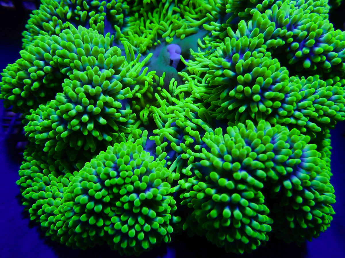 WYSIWYG Anemone #5