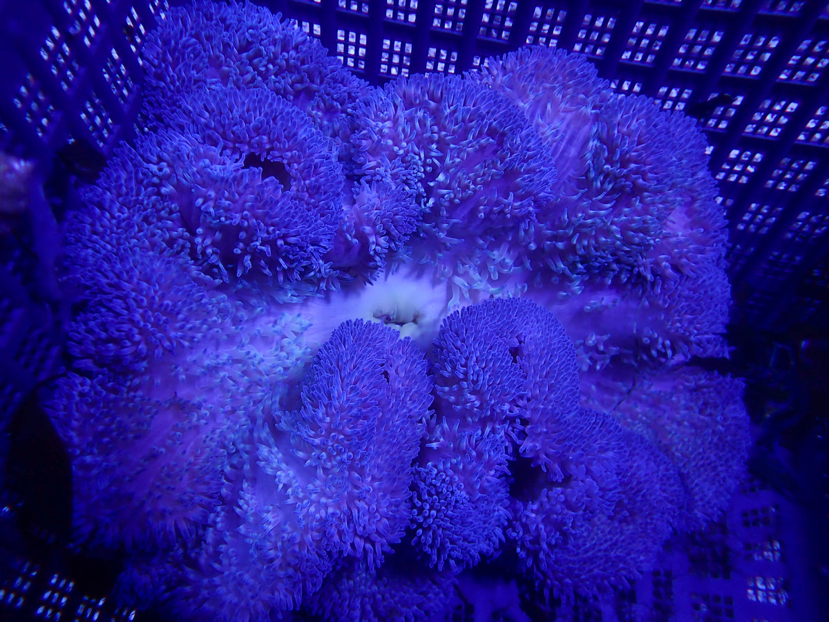 WYSIWYG Anemone #12