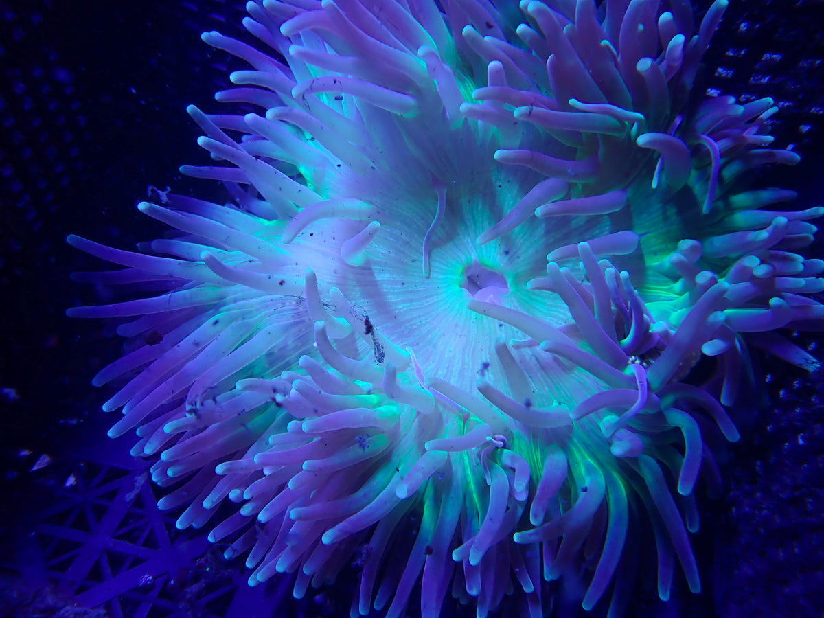 WYSIWYG Anemone #15