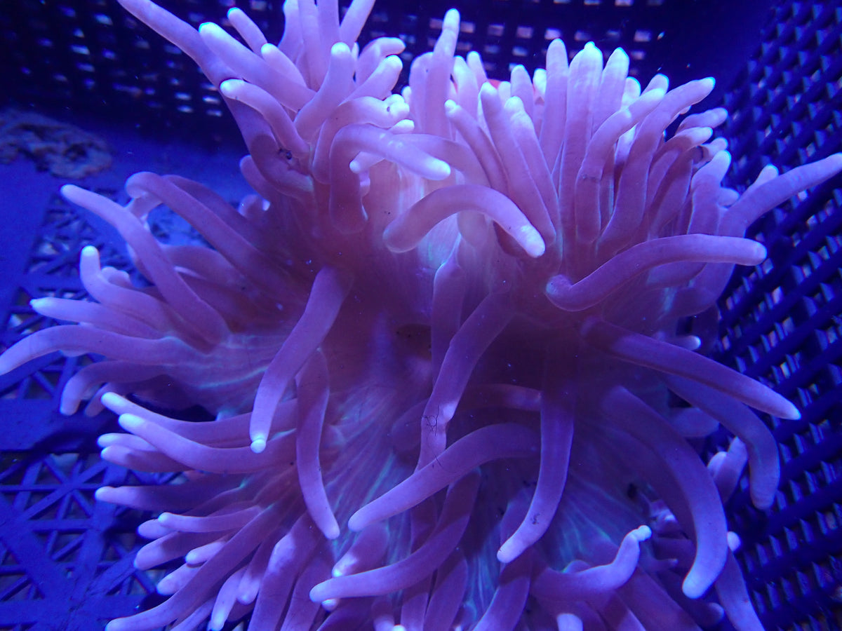WYSIWYG Anemone #17