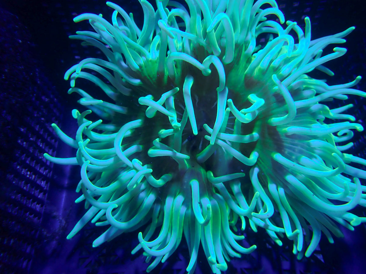 WYSIWYG Anemone #20