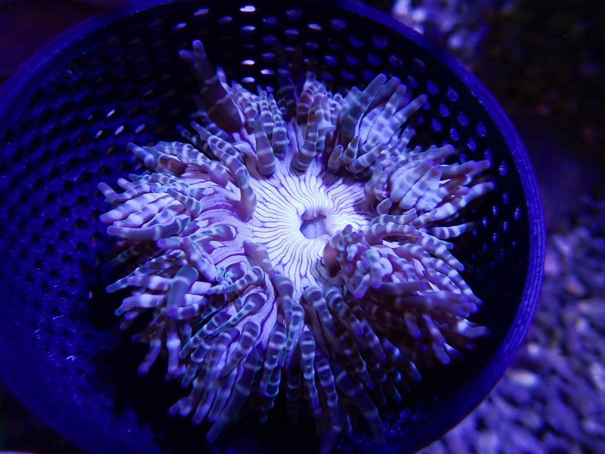 WYSIWYG Anemone #22
