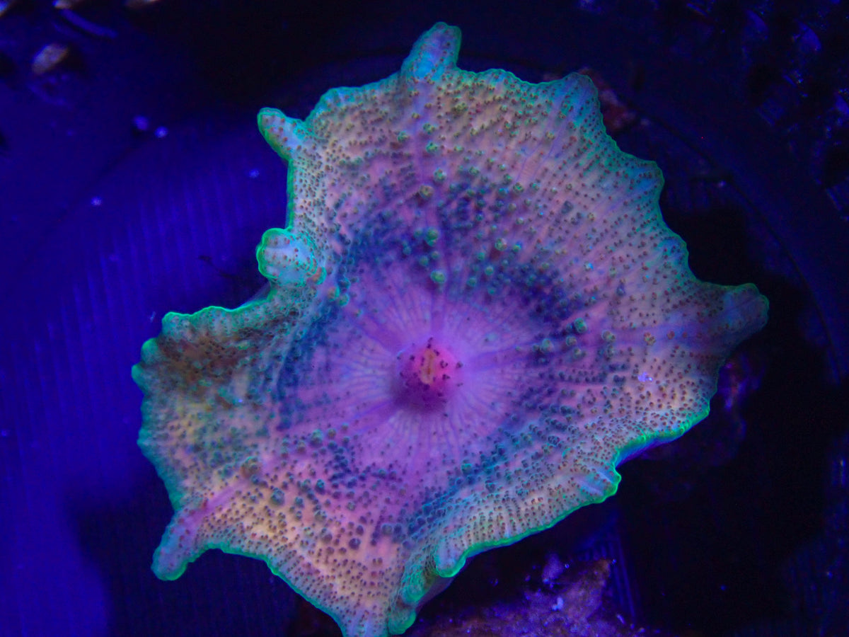 WYSIWYG Anemone #23