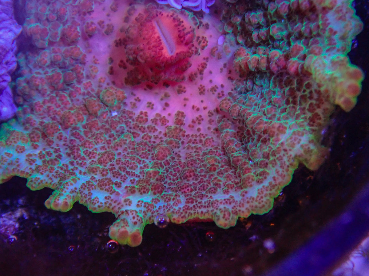 WYSIWYG Anemone #24