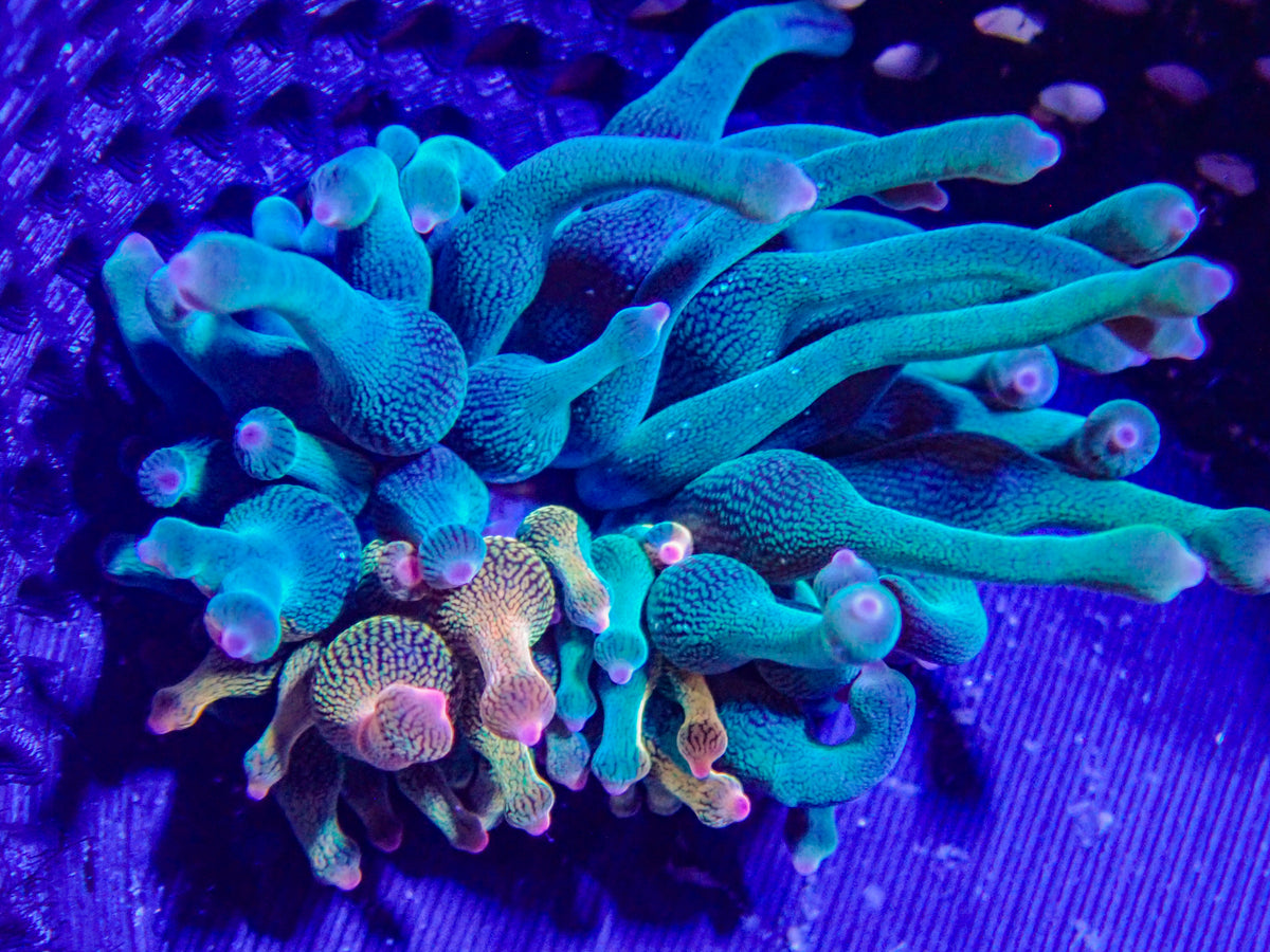 WYSIWYG Anemone #28