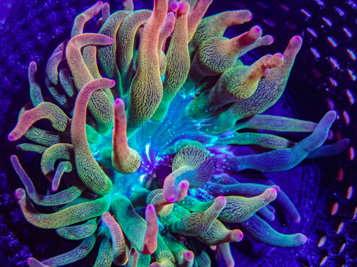 WYSIWYG Anemone #29