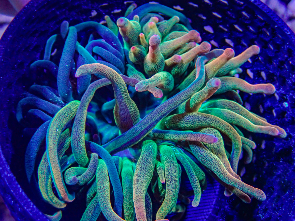 WYSIWYG Anemone #30