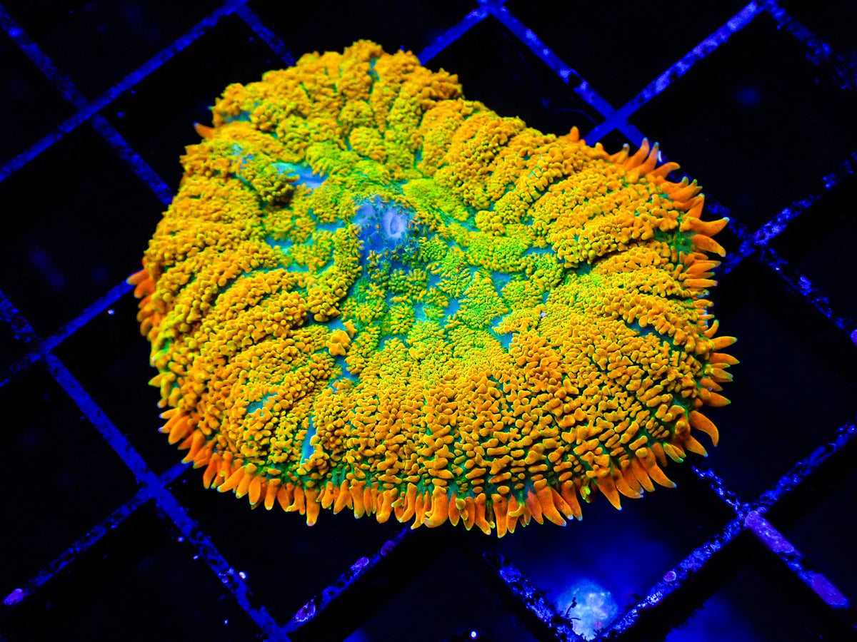 Rhodactis Sunkist