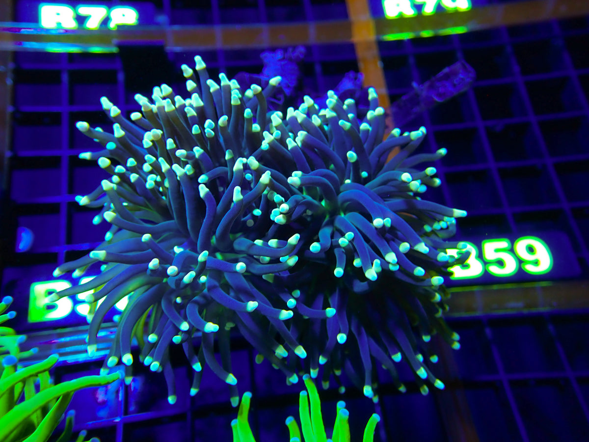 WYSIWYG LPS B58