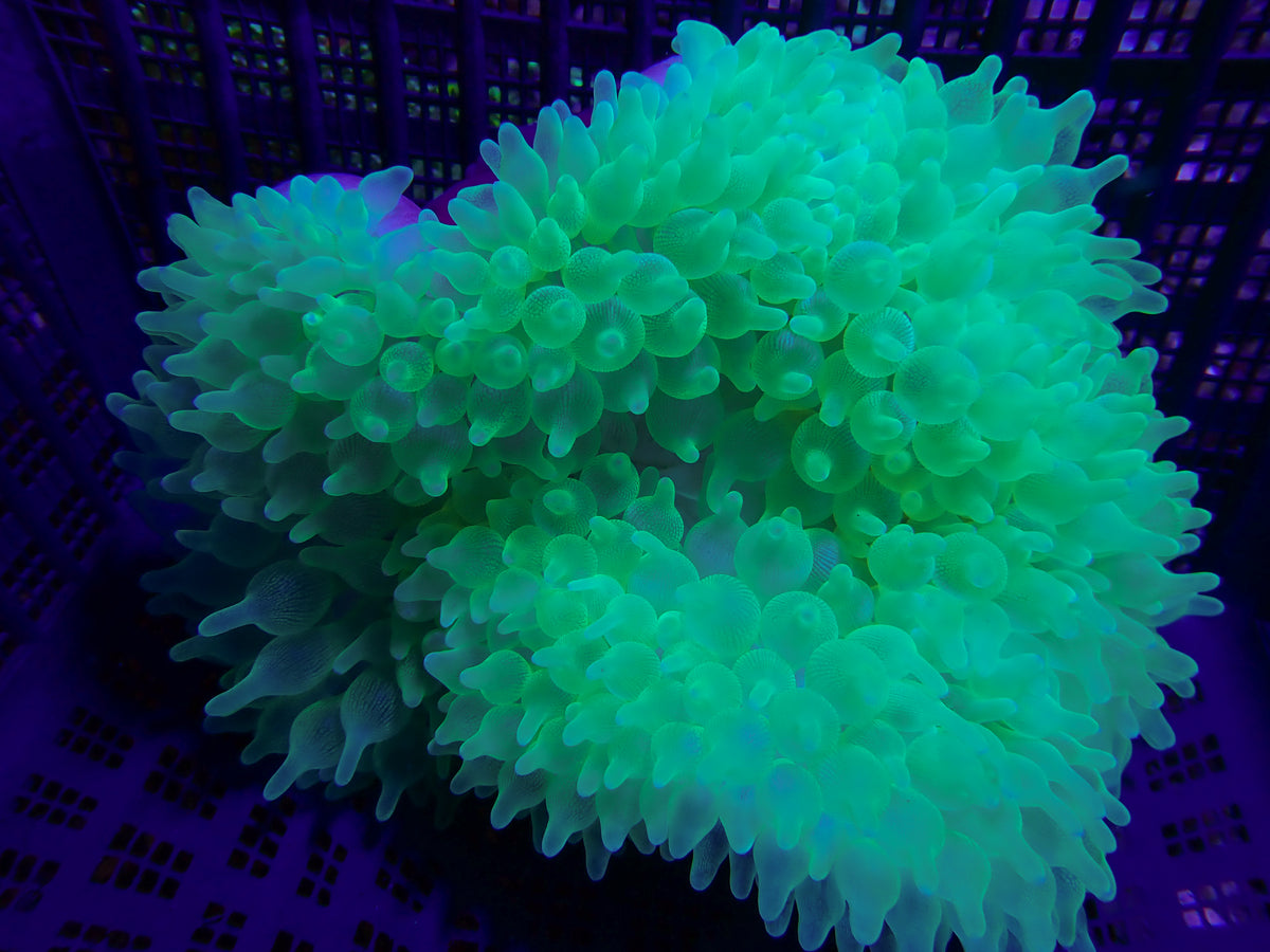 WYSIWYG Anemone #1