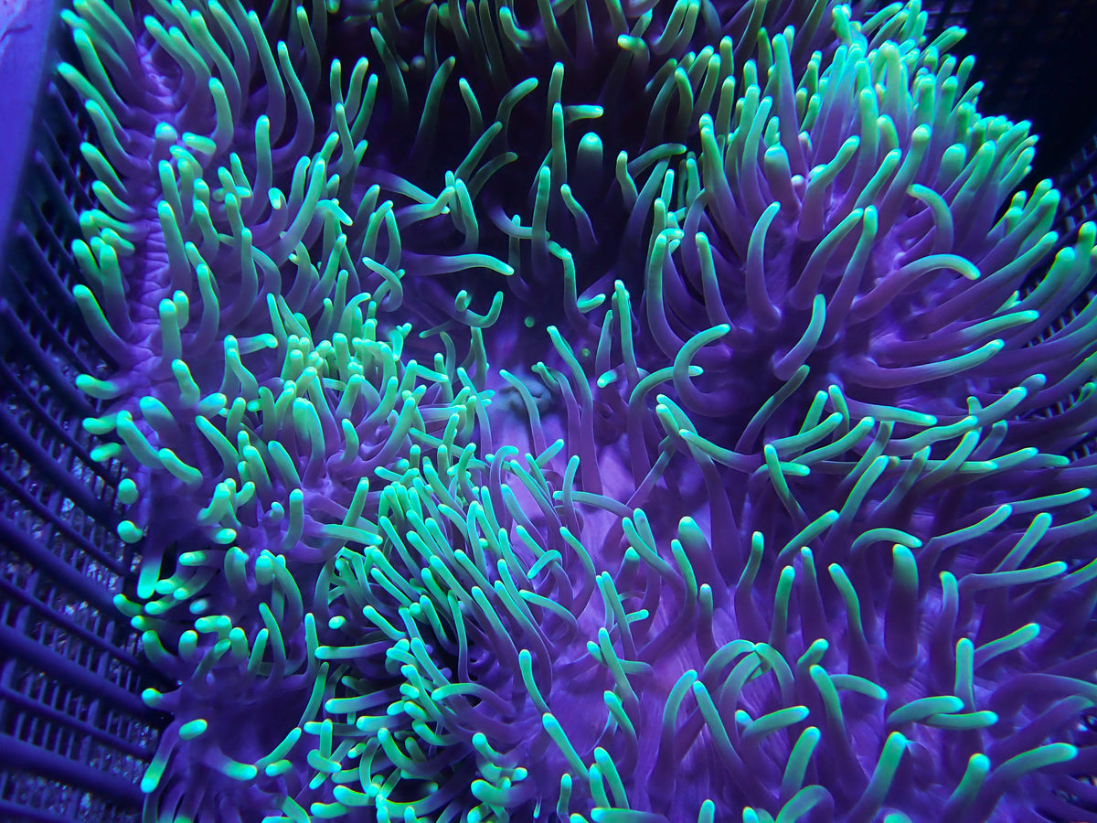 WYSIWYG Anemone #20