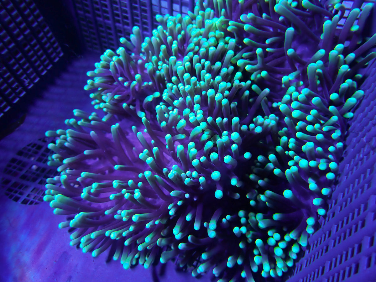 WYSIWYG Anemone #15