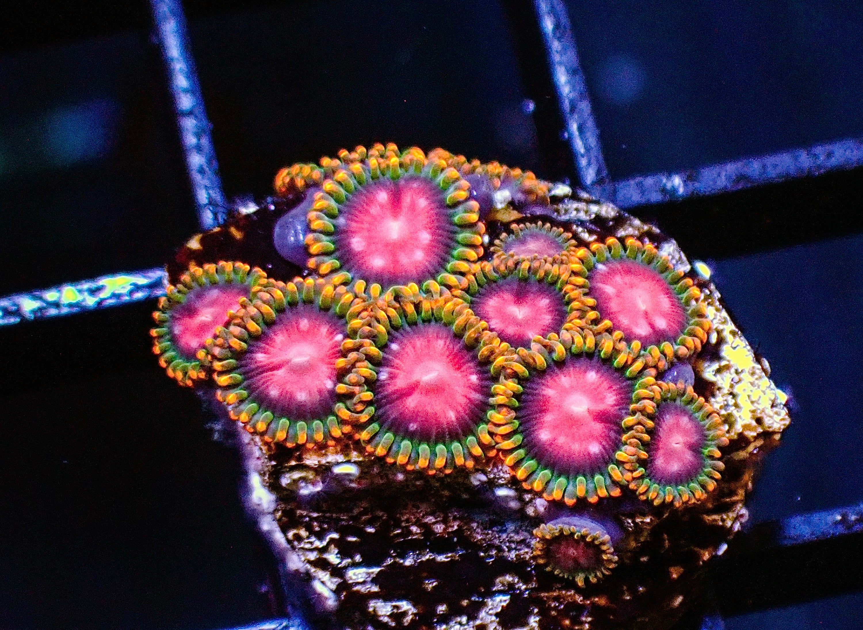 KH Sunburst Zoa Frag