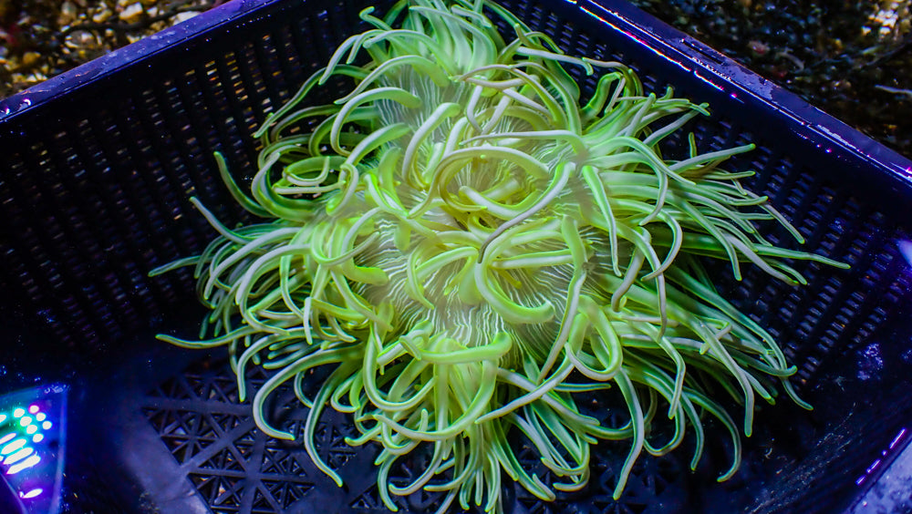 WYSIWYG Anemone #10
