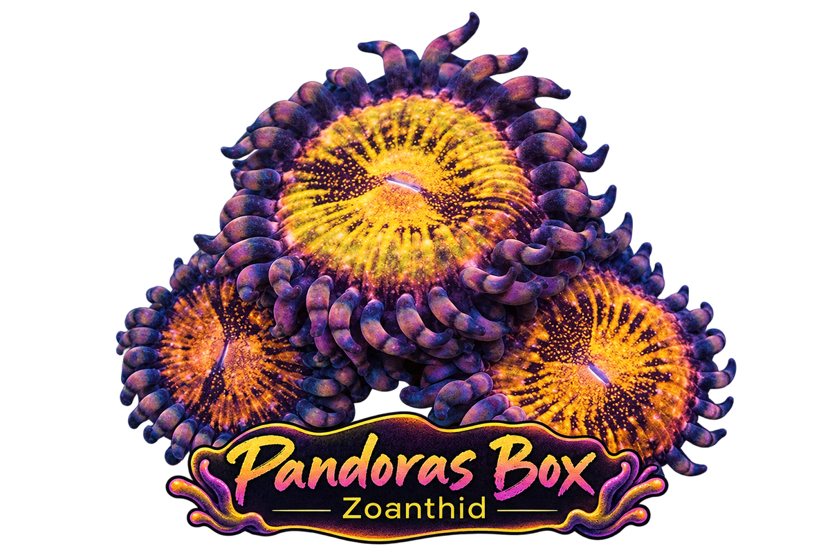 Pandora Zoa Frag