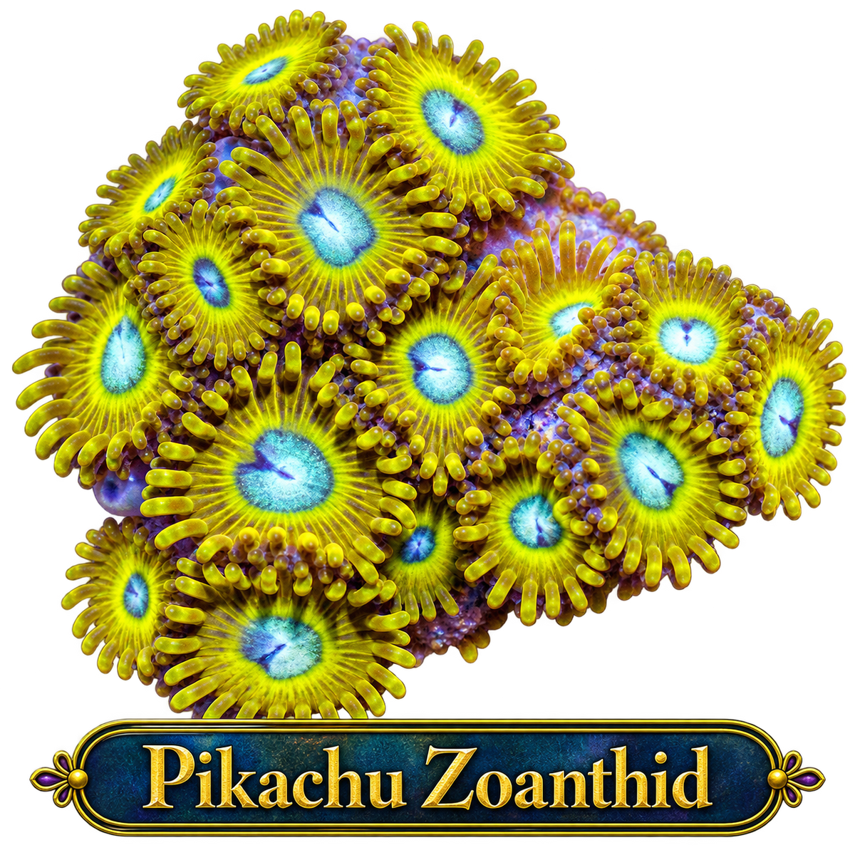 Pikachu Zoa Frag