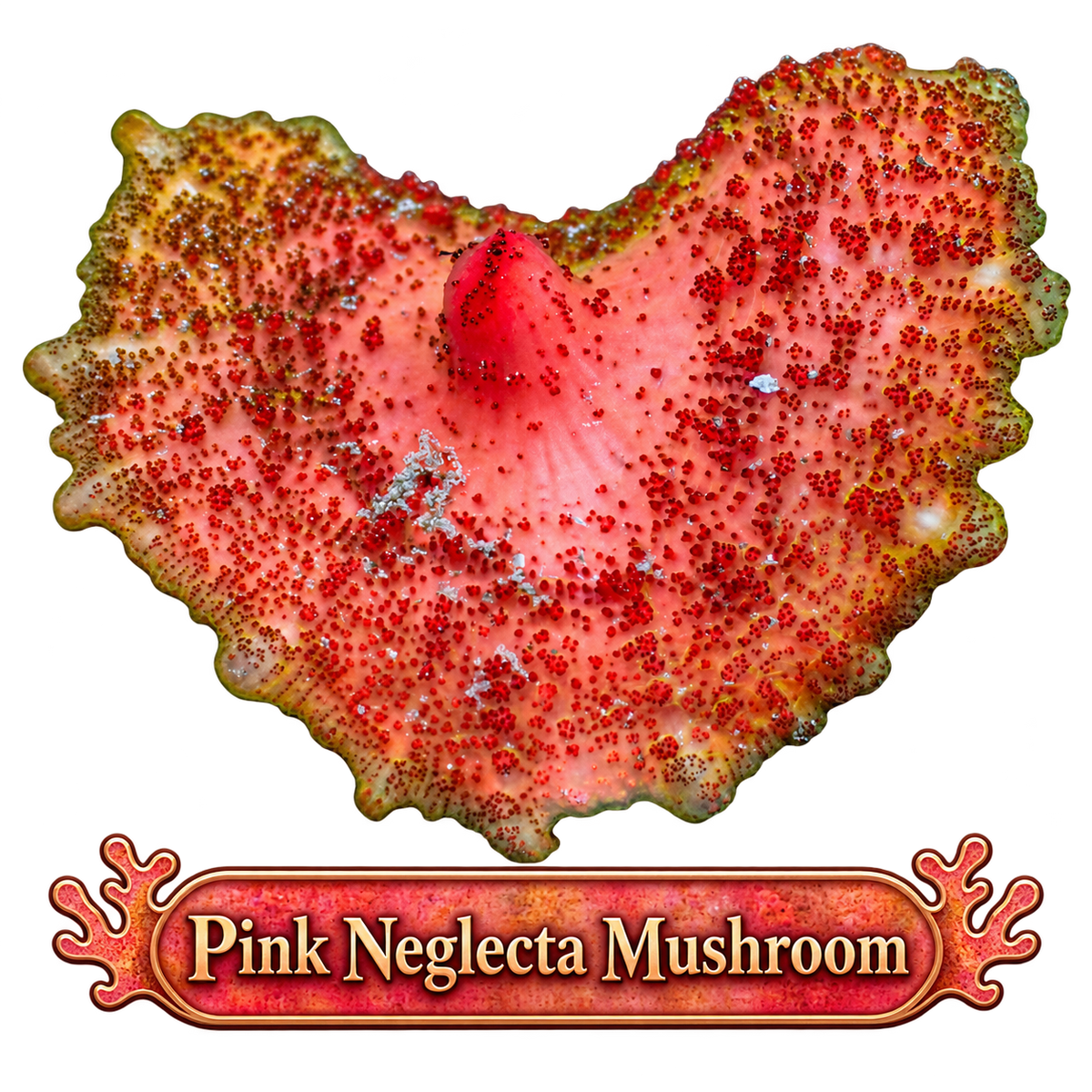 Ultra Neglecta - Orange Pink