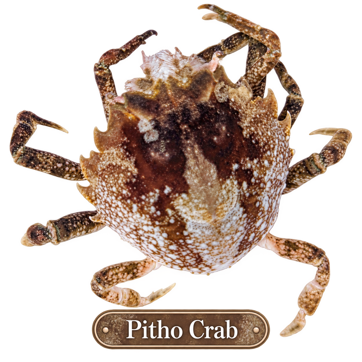 Pitho Crab